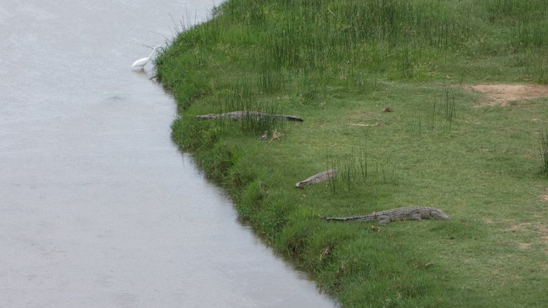 Reiher und Krokodil.jpg